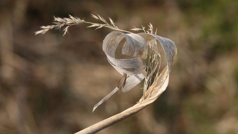 小草助手常见问题集中解答